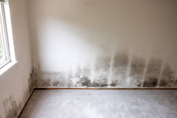 Best HVAC Mold Inspection and Cleaning  in USA